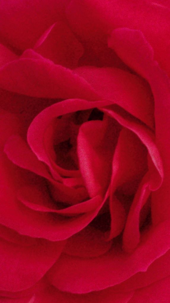 Piel bonita con extractos florales Piel bonita con extractos florales